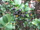 Houx - ilex crenata