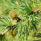 Larches - Larix