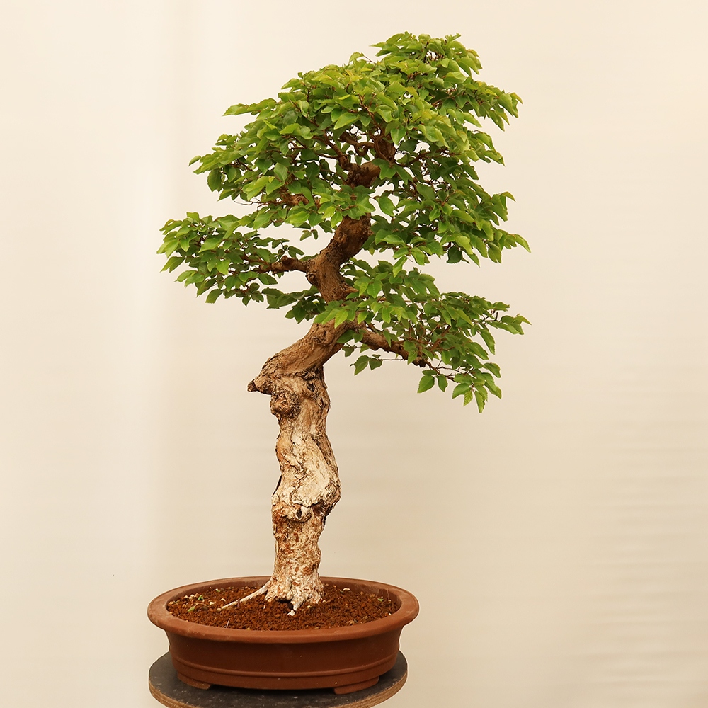 Bonsaï d'extérieur -Carpinus Coreana - Charme de Corée