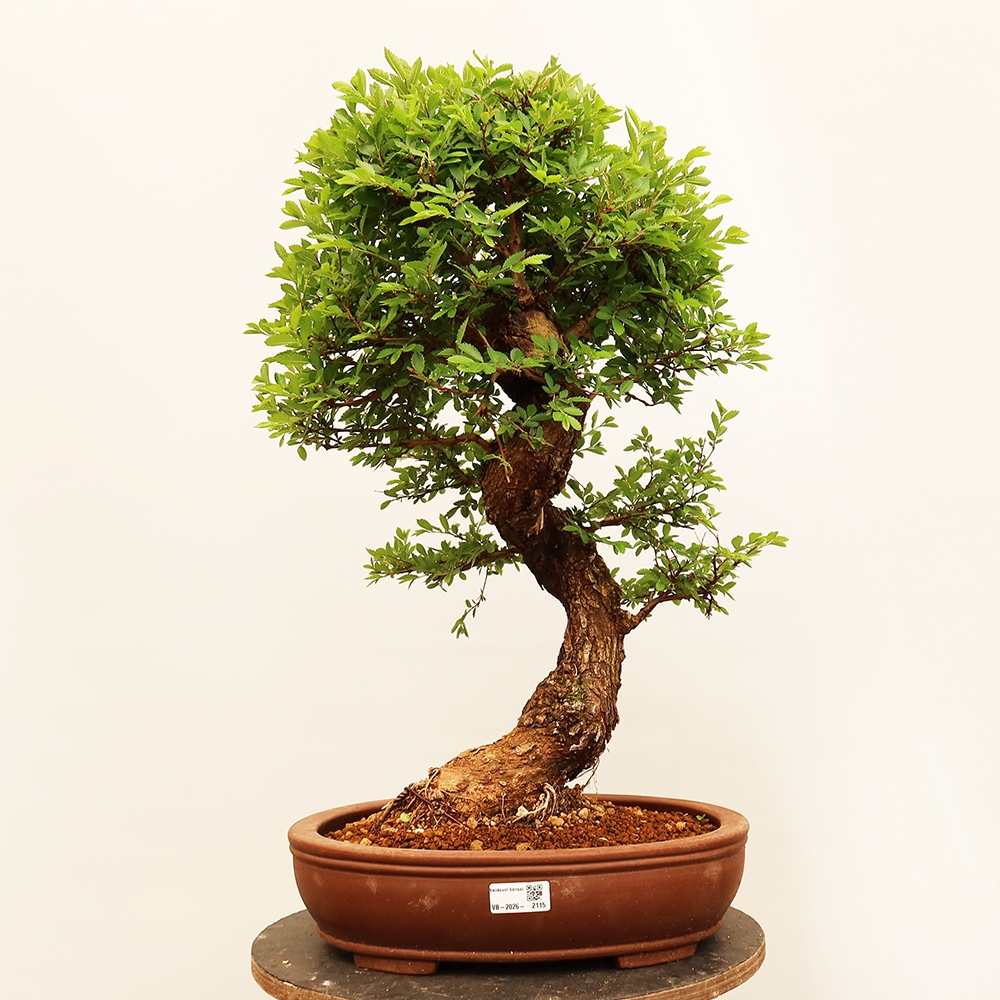 Bonsaï d'extérieur - Zelkova - Zelkova NIRE