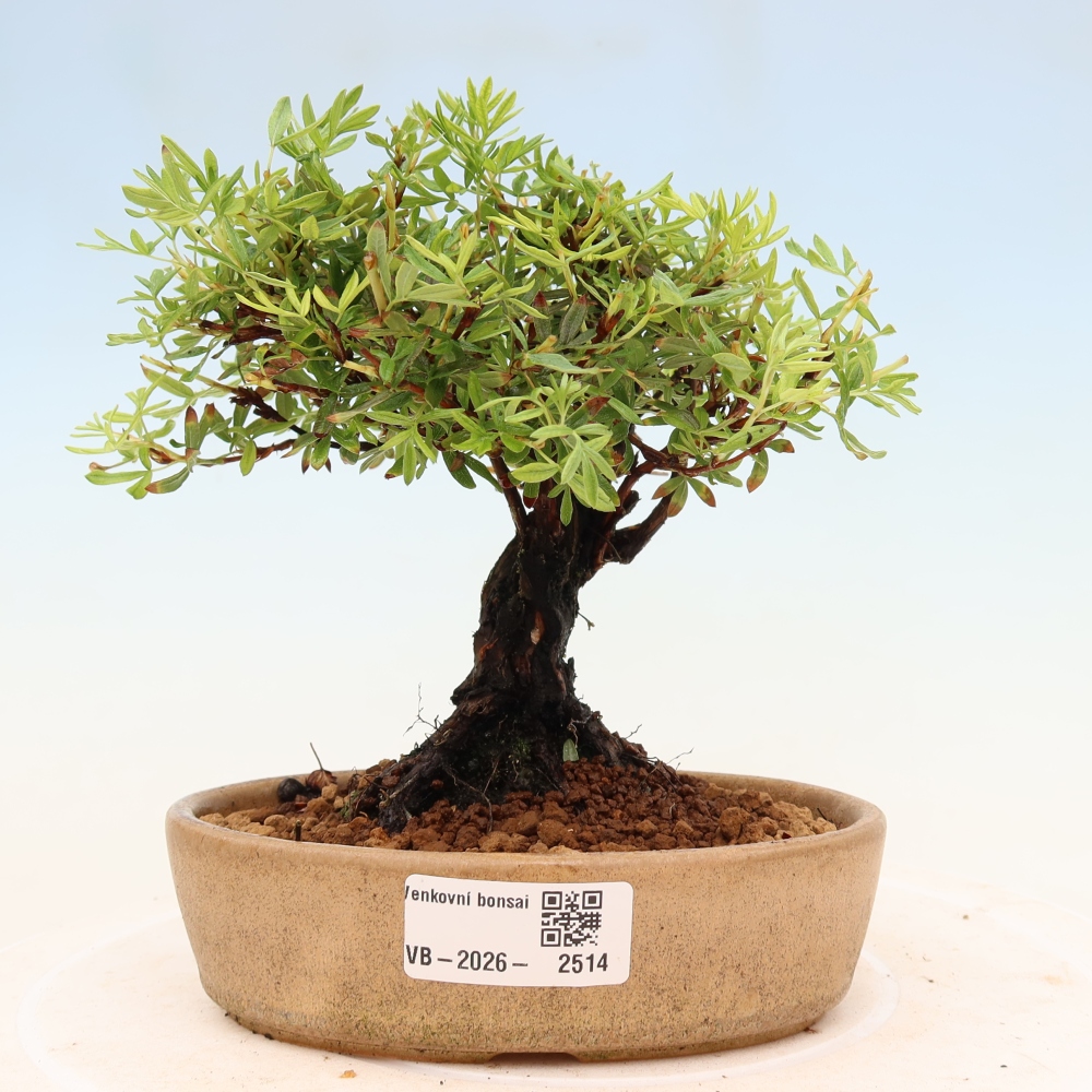 Bonsaï d'extérieur - Potentila fruticosa