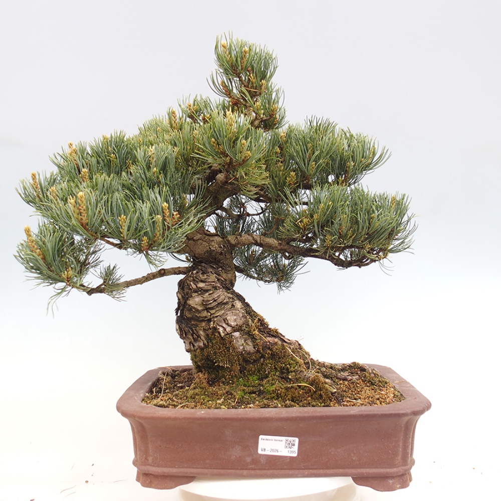 Bonsaï d'extérieur - Pinus parviflora - Pinus parviflora