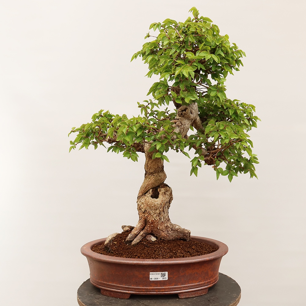 Bonsaï d'extérieur -Carpinus Coreana - Charme de Corée