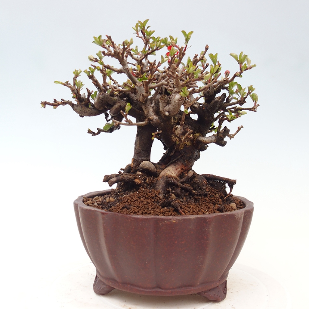 Bonsaï d'extérieur - Chaneomeles speciosa - Coing