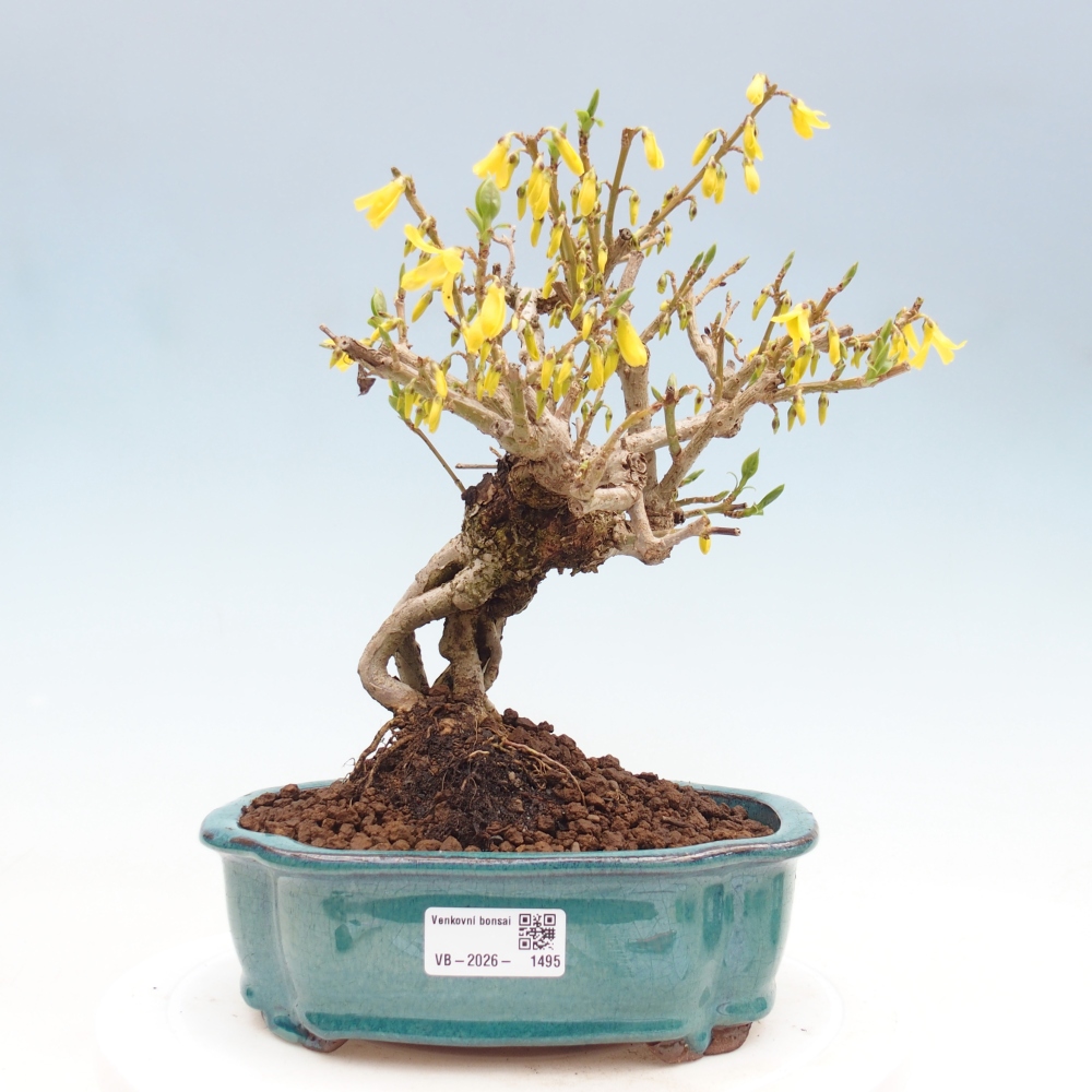 Bonsaï d'extérieur - Zlatice - Forsythia koreana