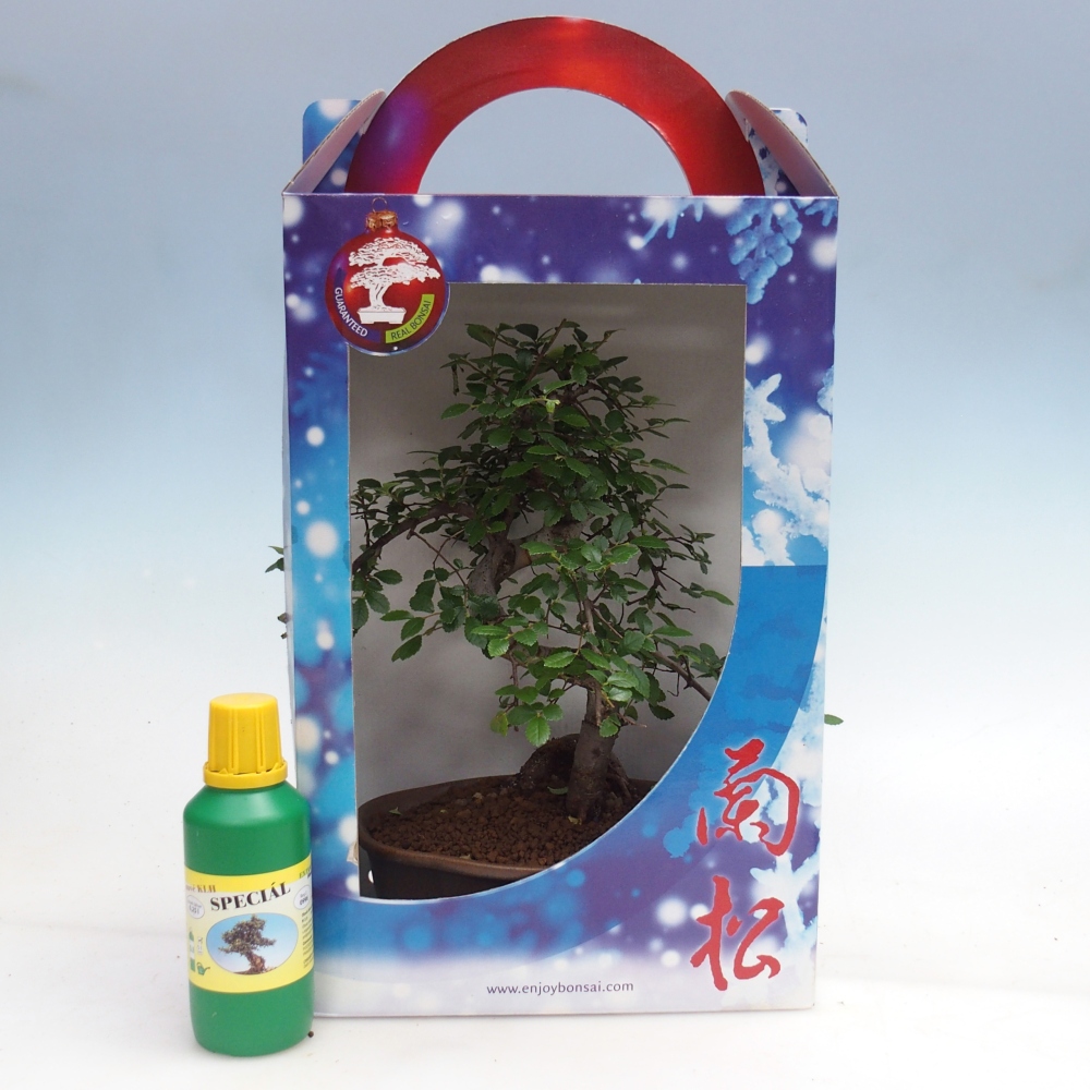 Ulmus parvifolia - Orme de Chine