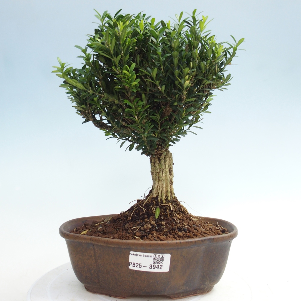Bonsaï de chambre - Buxus harlandii - buxus liège