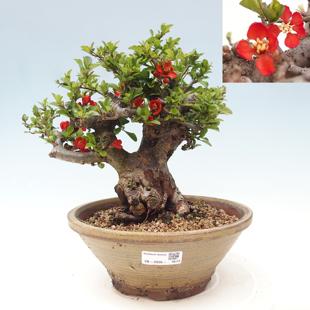 Bonsaï d'extérieur - Chaneomeles speciosa - Coing