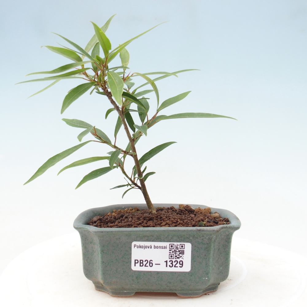 Salle bonsaï - Ficus nerifolia - ficus à petites feuilles