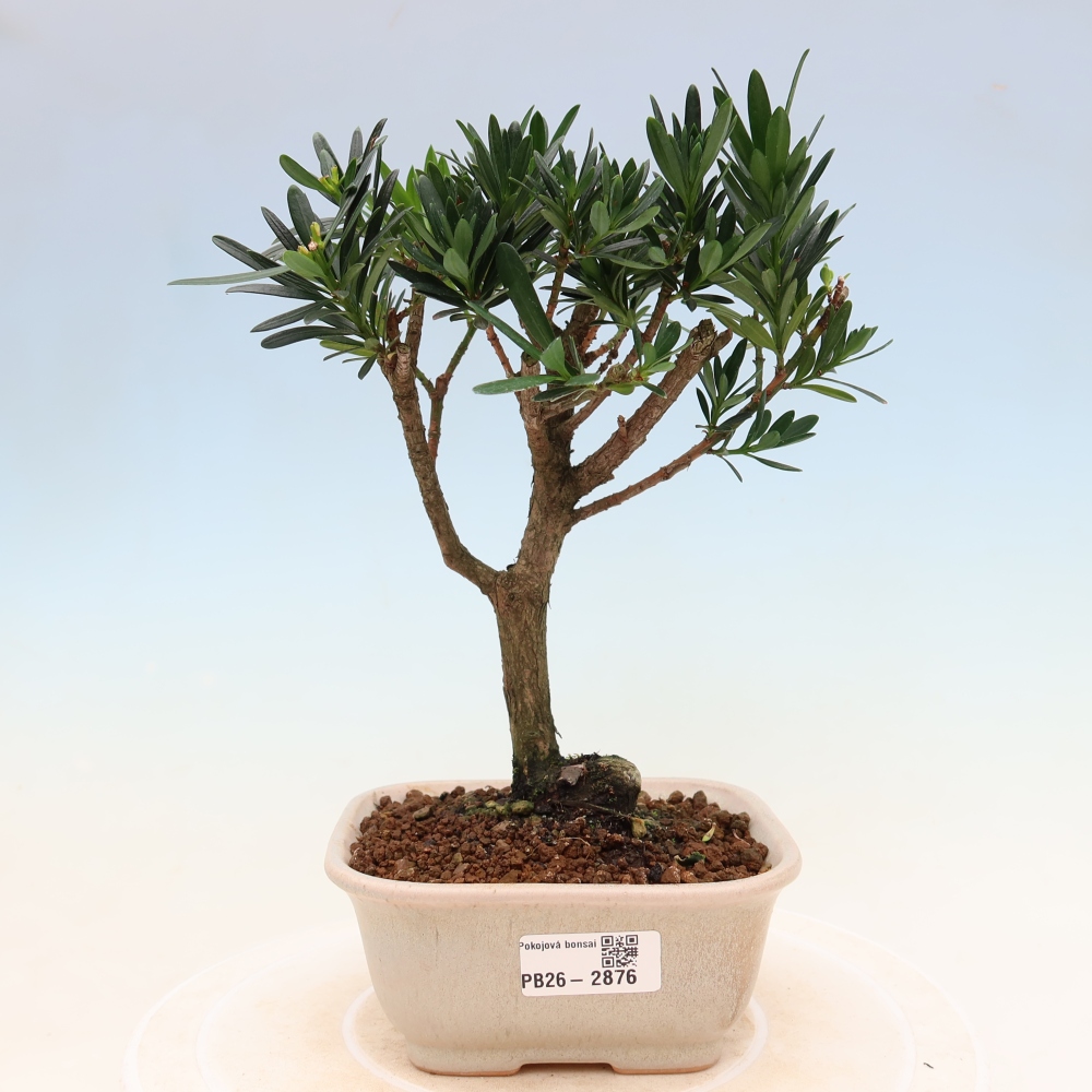 Salle bonsaï - Podocarpus - If en pierre