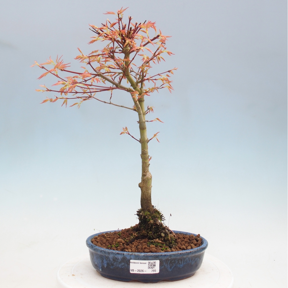 Érable de Norvège - Acer palmatum Beni Tsukasa