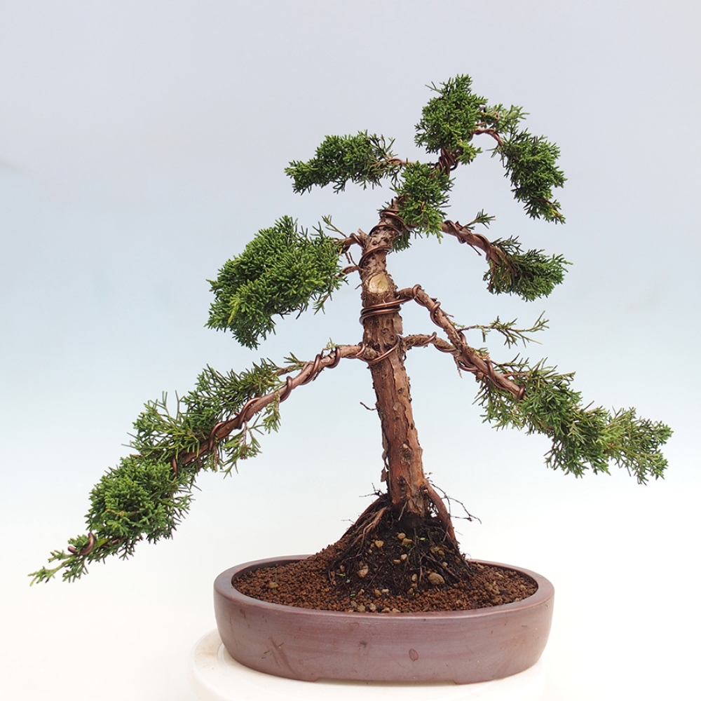 Bonsaï d'extérieur - Juniperus chinensis Kishu