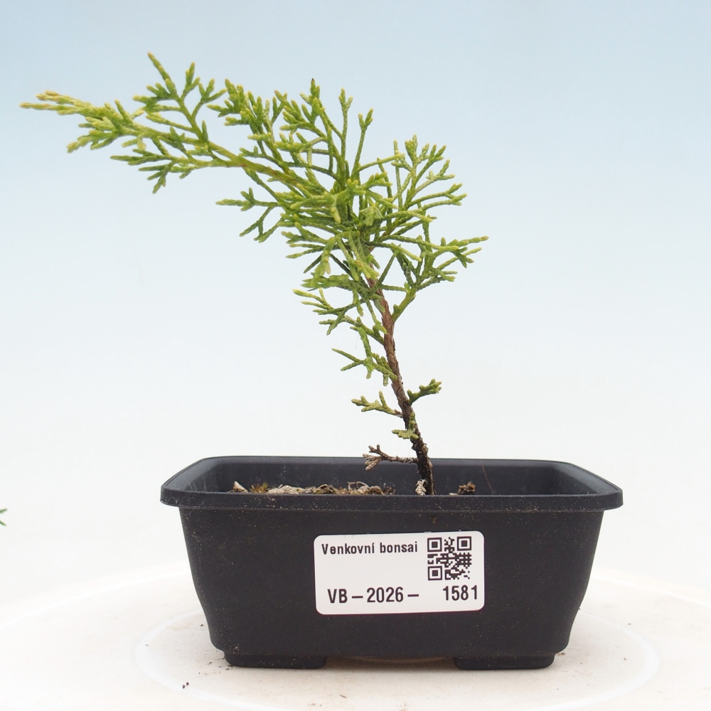 Bonsaï d'extérieur - Juniperus chinensis Itoigawa