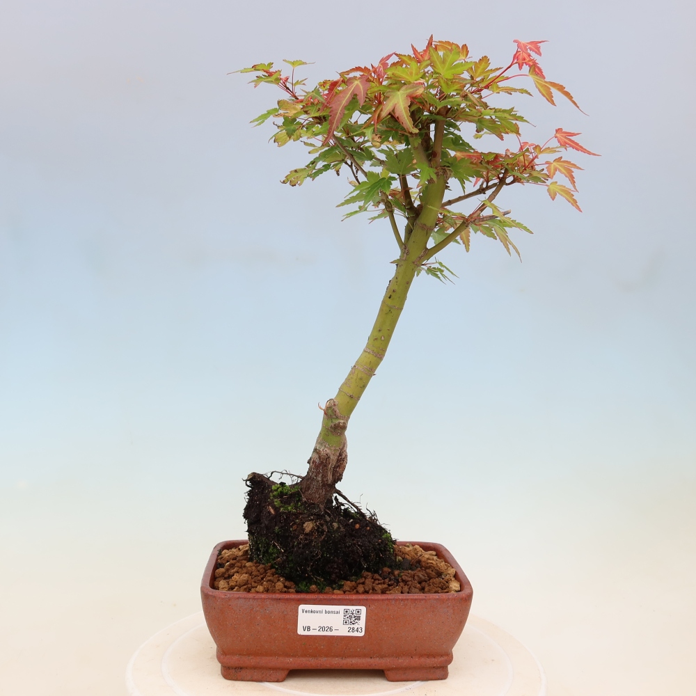 Érable de Norvège - Acer palmatum Beni Tsukasa