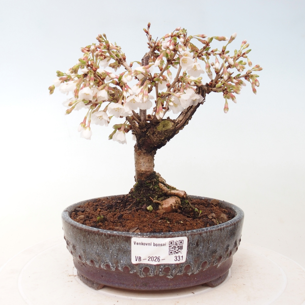 Bonsaï d'extérieur - Prunus incisa Kojou-no mai-Plivon découpé