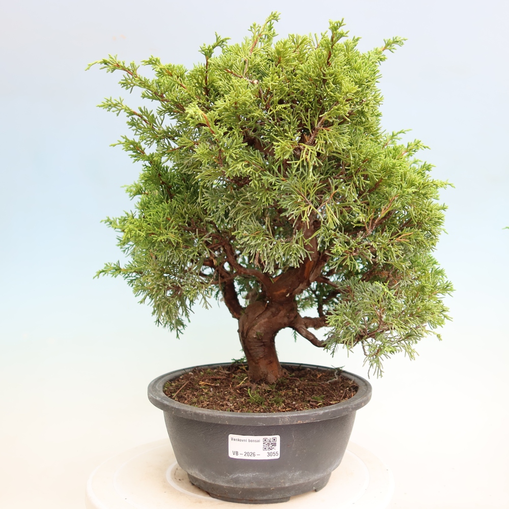 Bonsaï d'extérieur - Juniperus chinensis Itoigawa-Juniperus chinensis