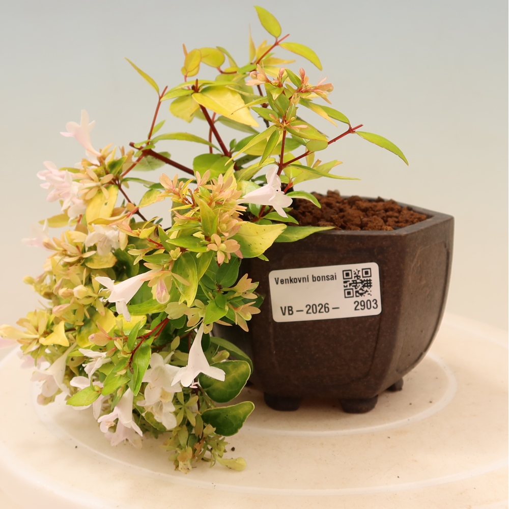 Bonsaï d'extérieur - Abelia gr. Kleidoscope - Abélie à grandes fleurs