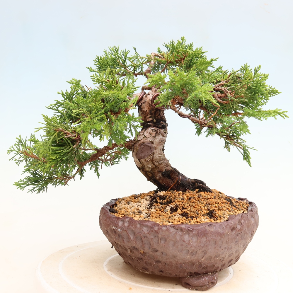 Bonsaï d'extérieur - Juniperus chinensis Itoigawa-Juniperus chinensis