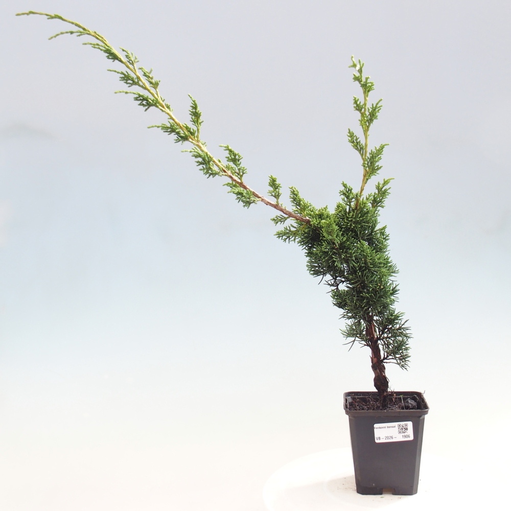 Bonsaï d'extérieur - Juniperus chinensis Kishu