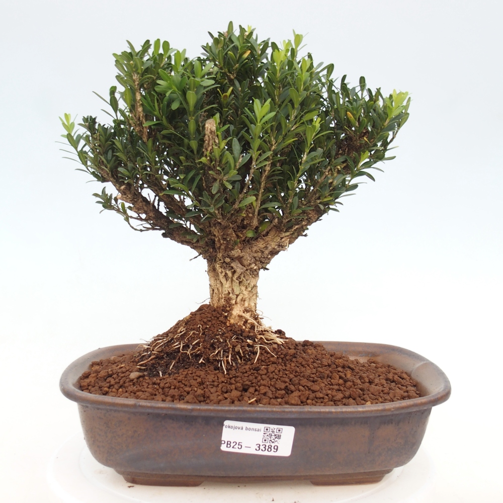 Bonsaï de chambre - Buxus harlandii - buxus liège