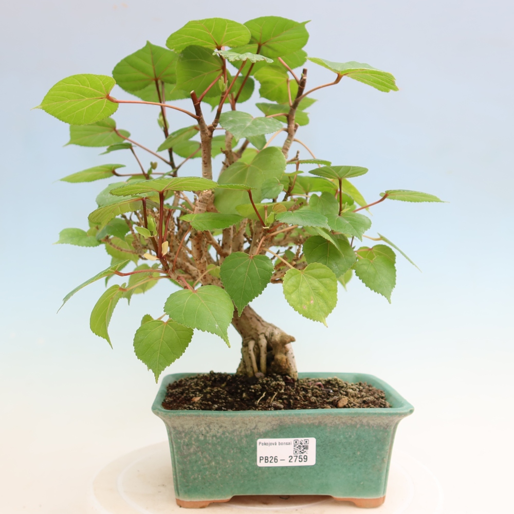 Bonsaï d'intérieur - Hibiscus tiliaceus - Hibiscus de mer