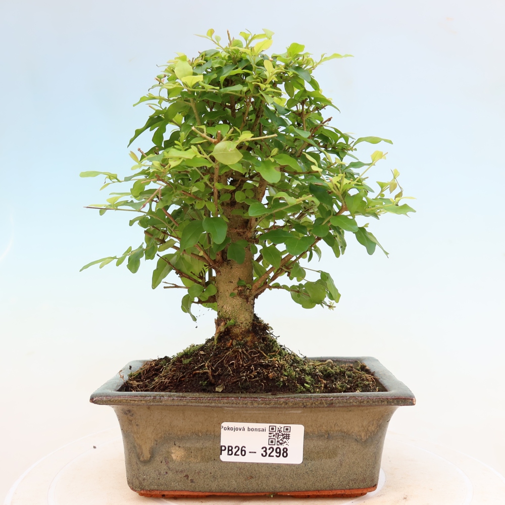 Bonsaï de chambre -Ligustrum chinensis - Bec d'oiseau
