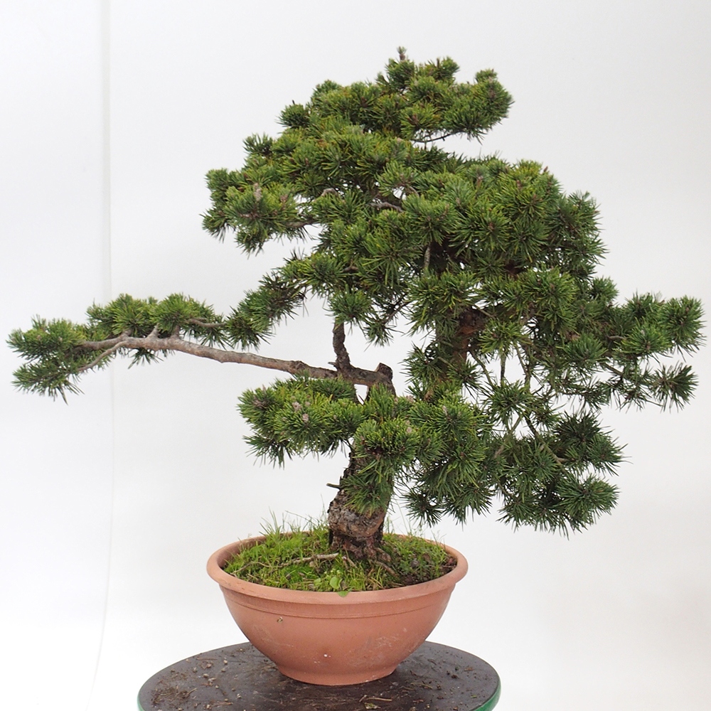Yamadori - Pinus sylvestris Espagne