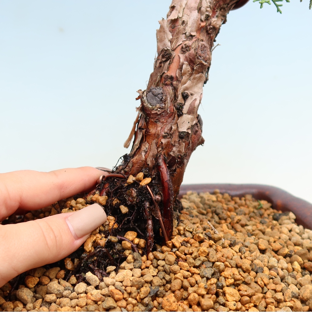 Bonsaï d'extérieur - Juniperus chinensis Kishu