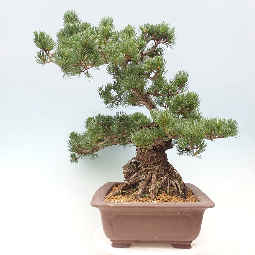 Bonsaï d'extérieur - Pinus parviflora - Pinus parviflora