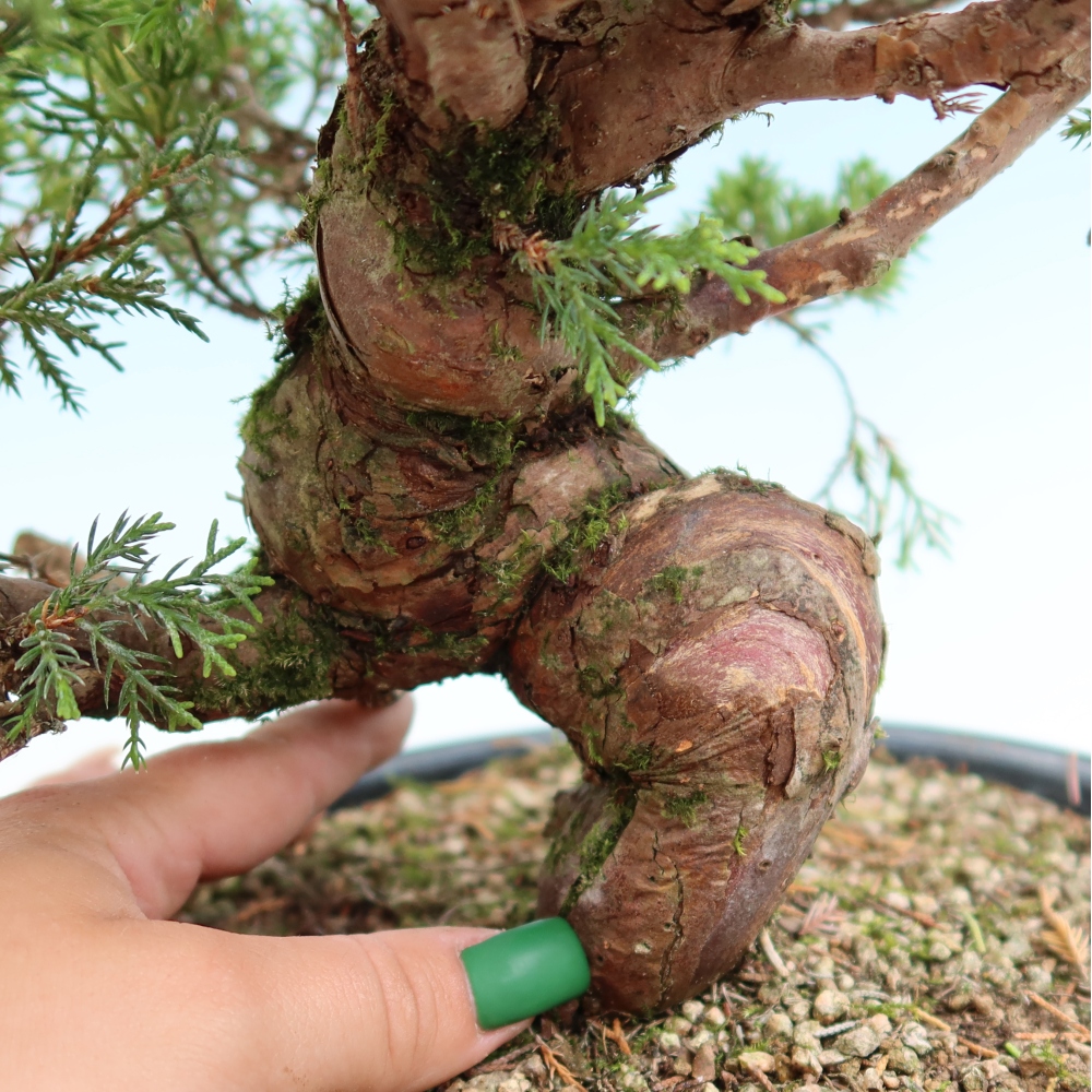Bonsaï d'extérieur - Juniperus chinensis Itoigawa-Juniperus chinensis