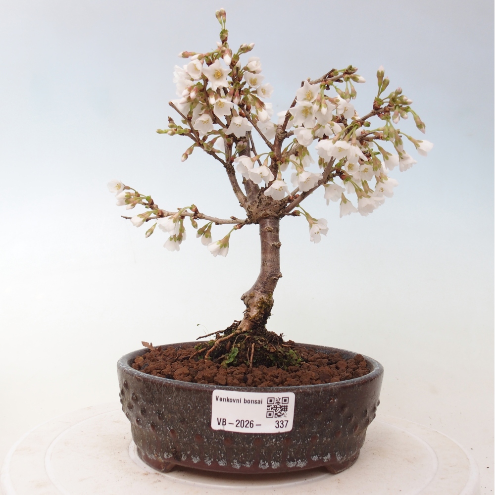 Bonsaï d'extérieur - Prunus incisa Kojou-no mai-Plivon découpé