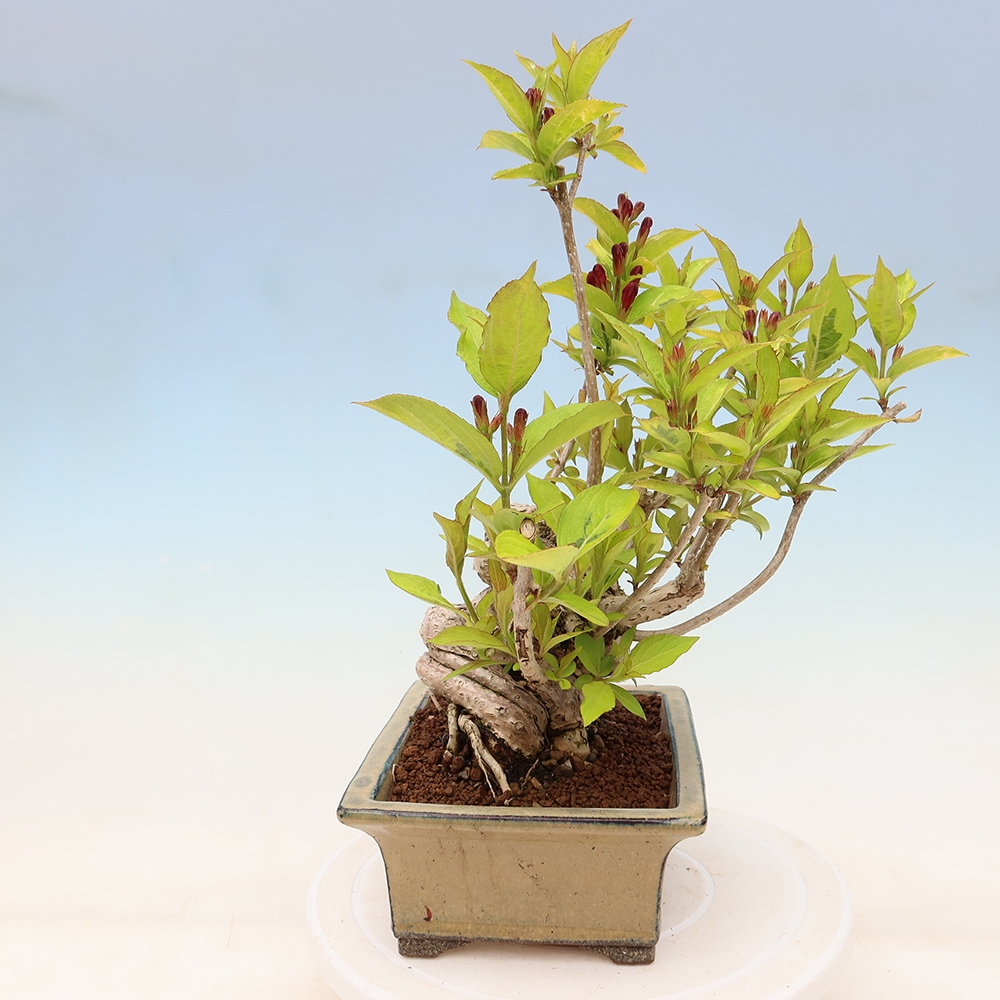Bonsaï d'extérieur - Weigela subsessilis - Weigela de Corée