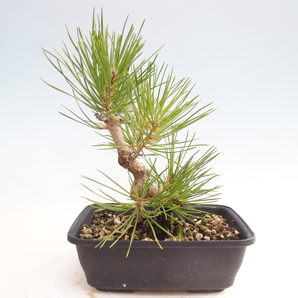 Bonsaï d'extérieur - Pinus thunbergii - Pin de Thunberg