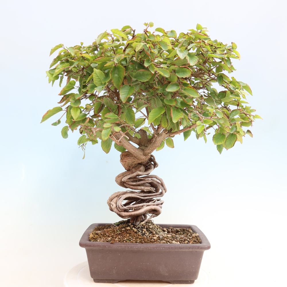 Bonsaï d'extérieur -Carpinus CARPINOIDES - Charme de Corée