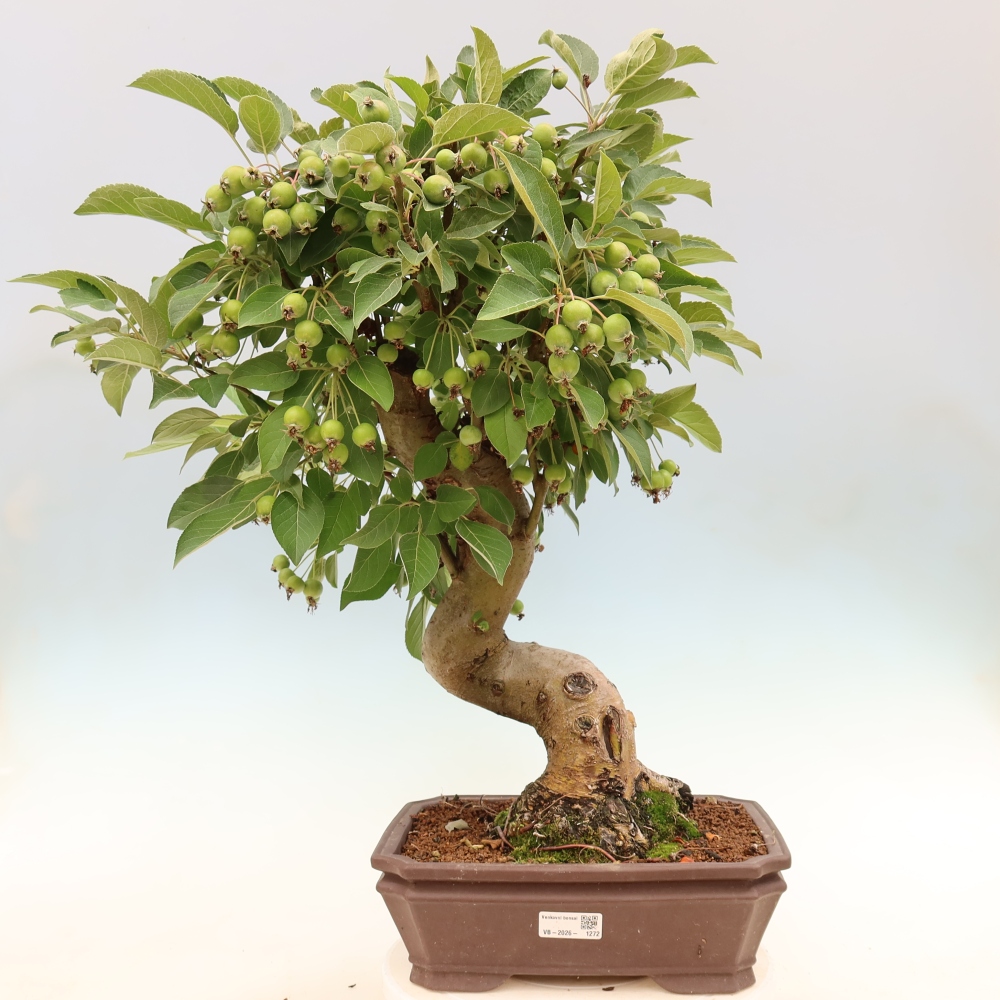 Bonsaï d'extérieur -Malus halliana - Pommier à petits fruits