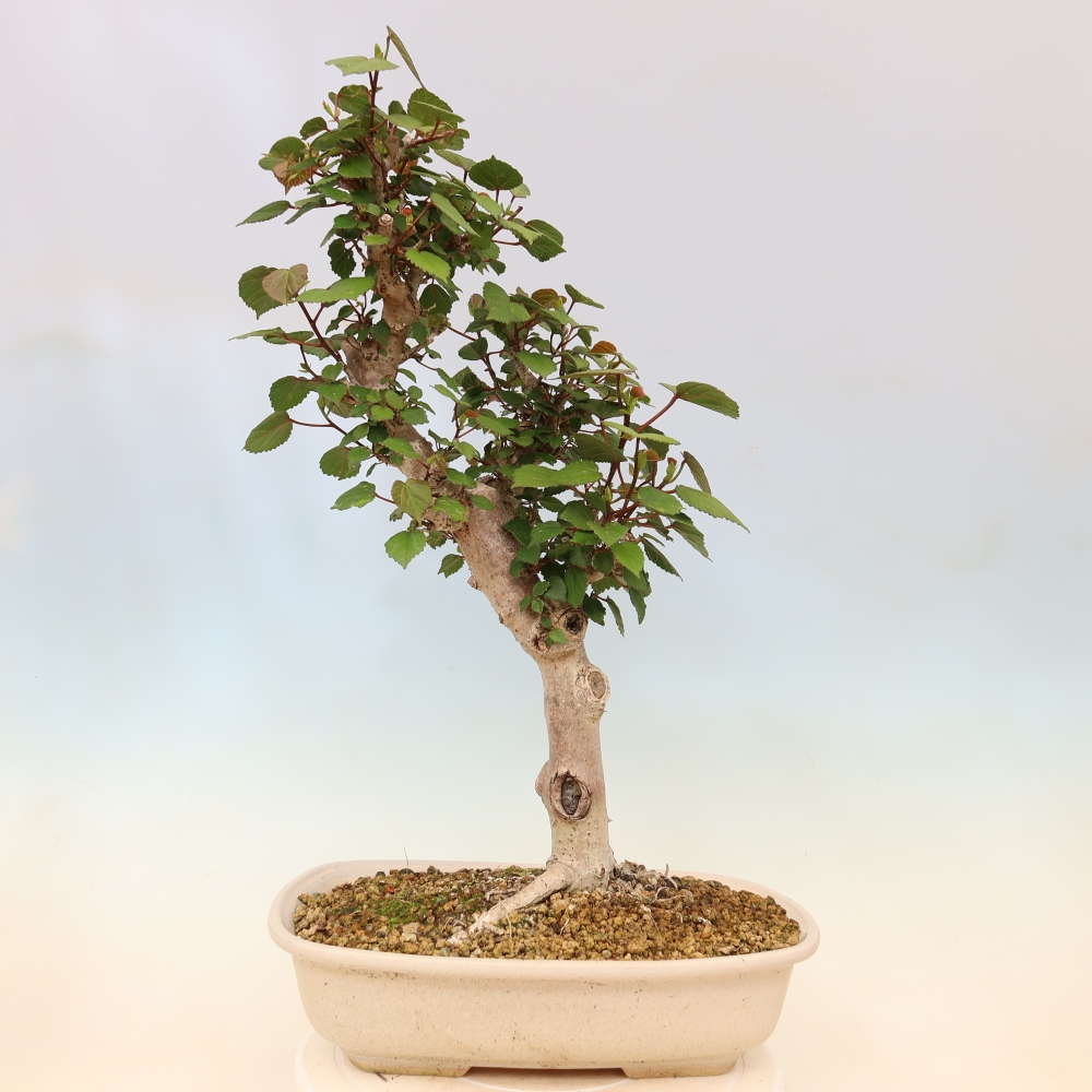 Bonsaï d'intérieur - Hibiscus tiliaceus - Hibiscus de mer