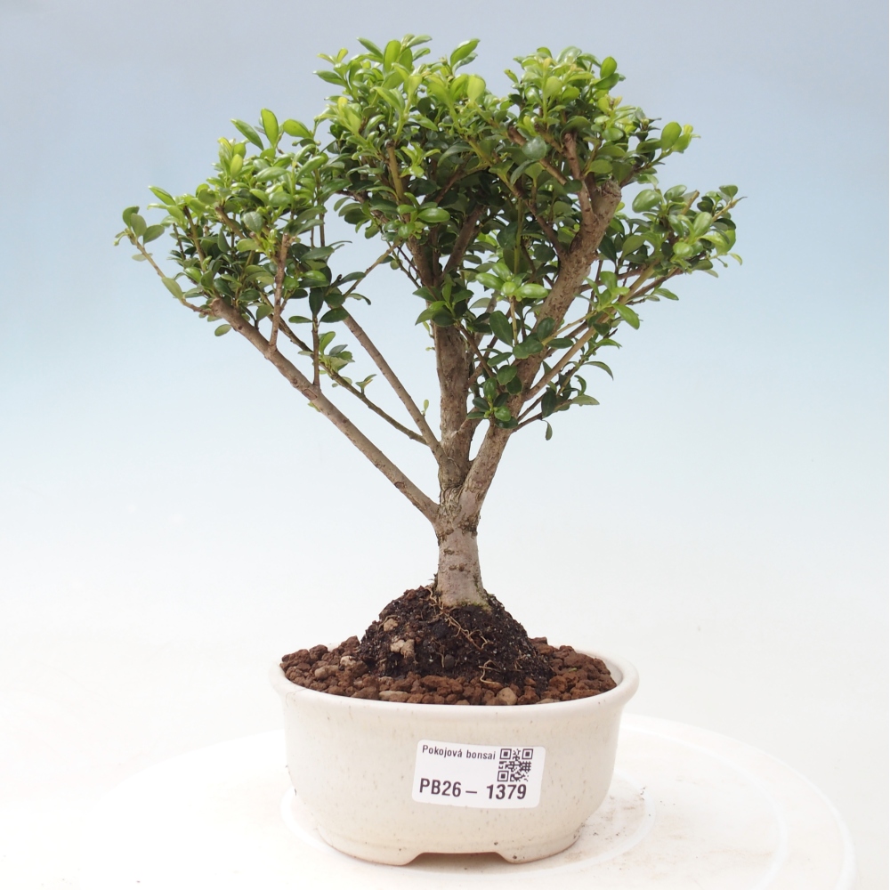 Bonsaï de chambre - Ilex crenata - Houx