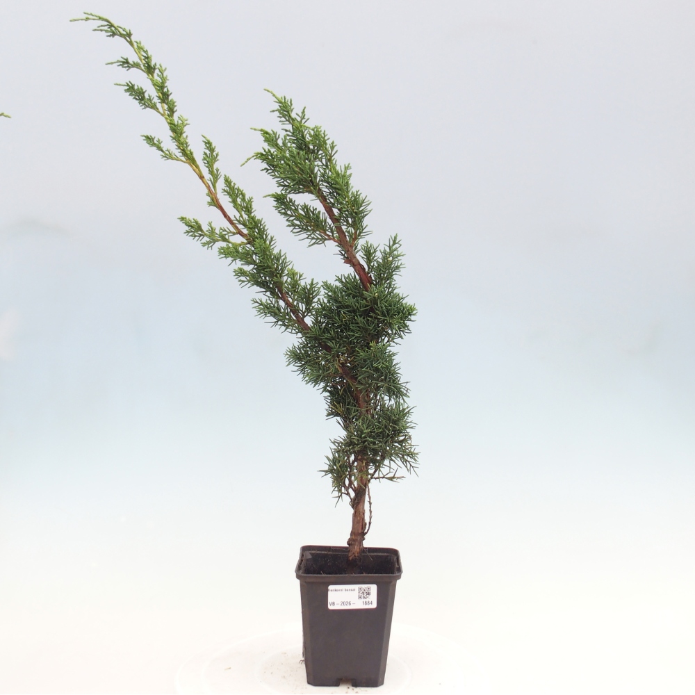 Bonsaï d'extérieur - Juniperus chinensis Kishu