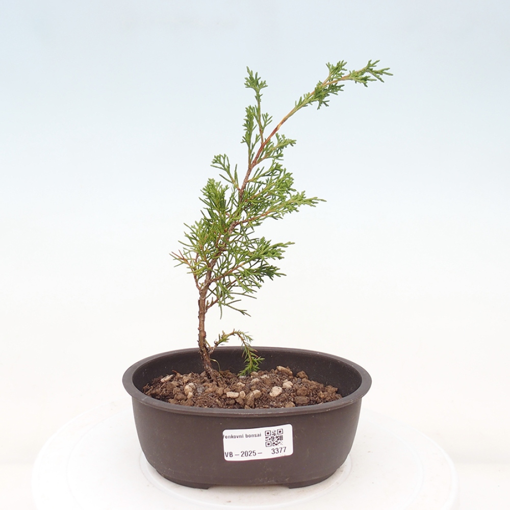 Bonsaï d'extérieur - Juniperus chinensis Itoigawa