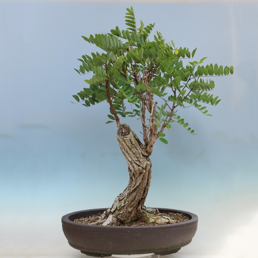 Bonsaï d'extérieur - Acacia épineux - Robinia pseudoacacia