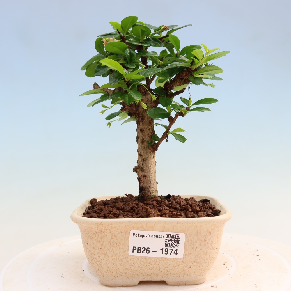 Bonsaï de chambre - Carmona macrophylla - Tea fuki