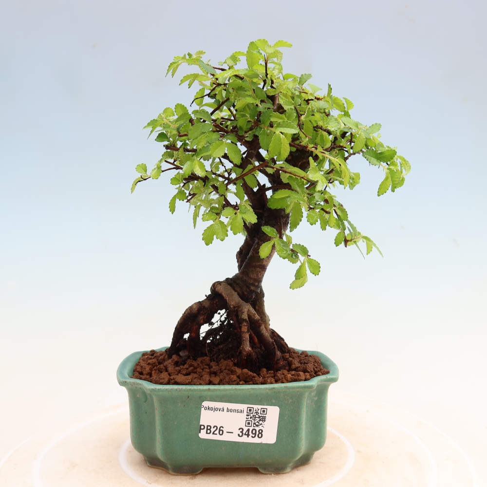 Bonsaï de chambre - Ulmus parvifolia - Orme à petites feuilles