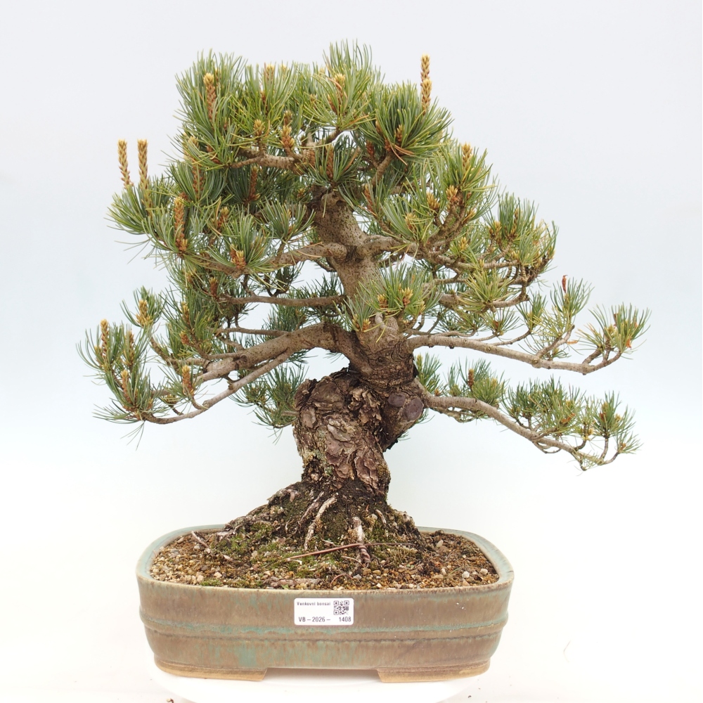 Bonsaï d'extérieur - Pinus parviflora - Pinus parviflora