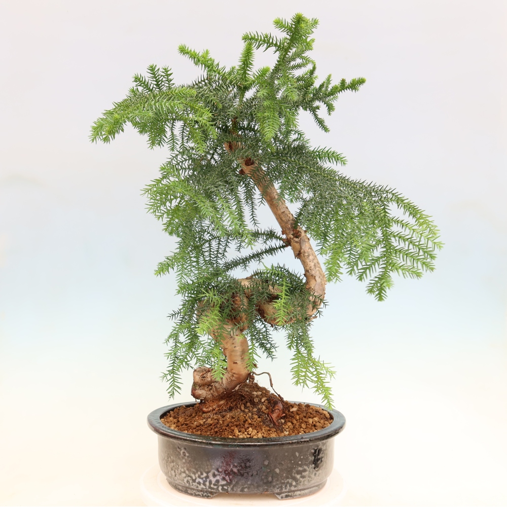 Bonsaï de chambre - Araucaria - épicéa de chambre