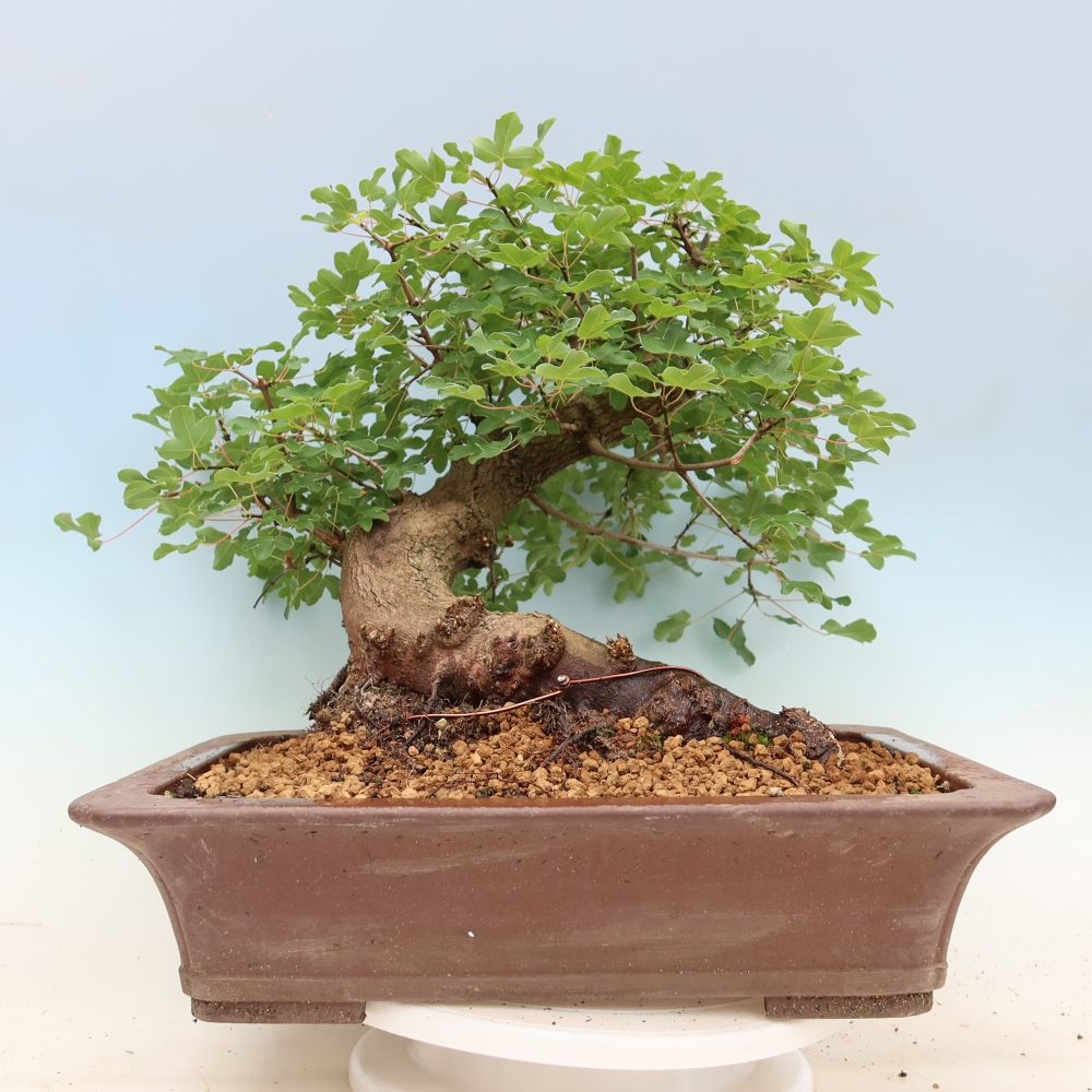 Bonsaï d'extérieur -Javor babyka - Acer campestre
