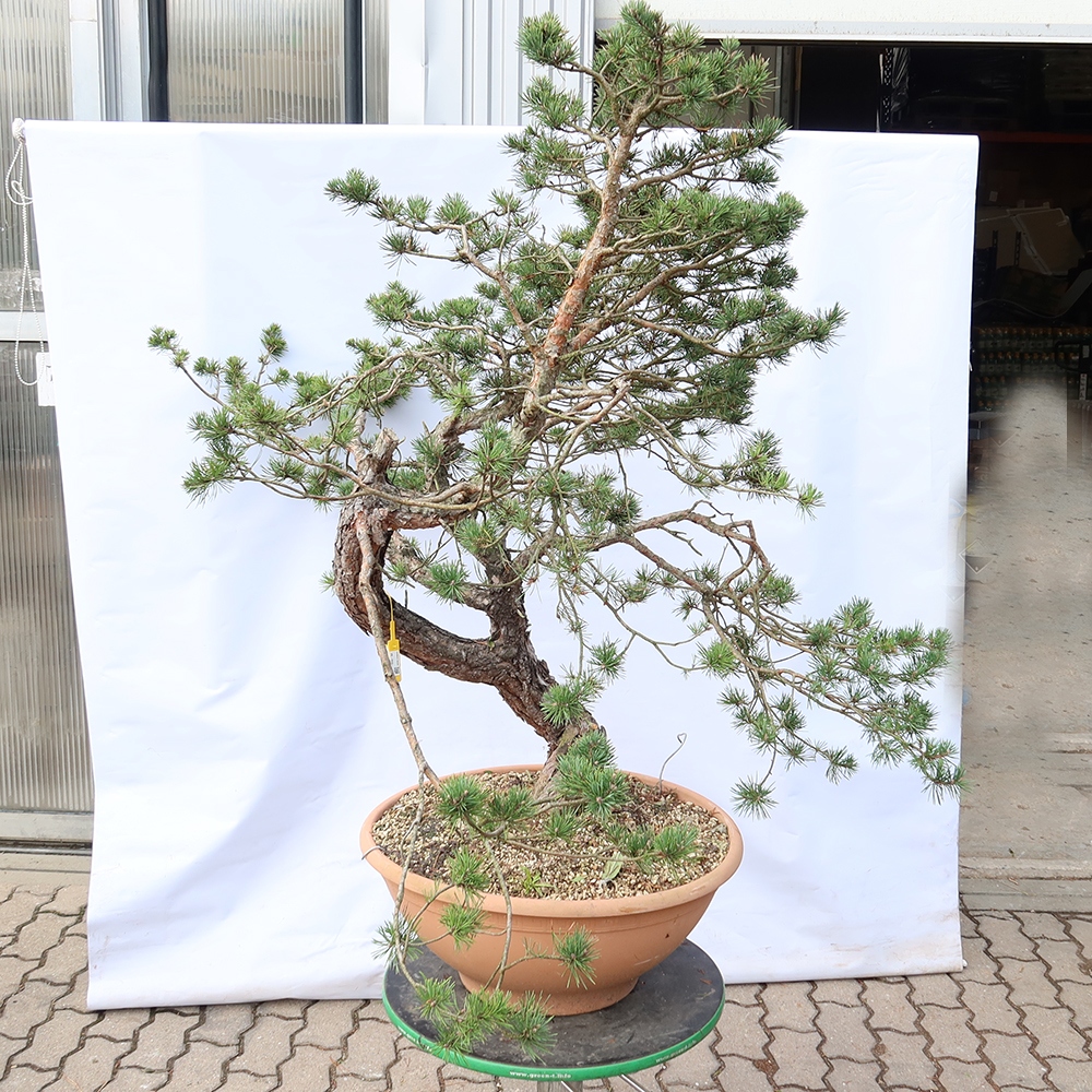 Pinus sylvestris Espagne - pin sylvestre