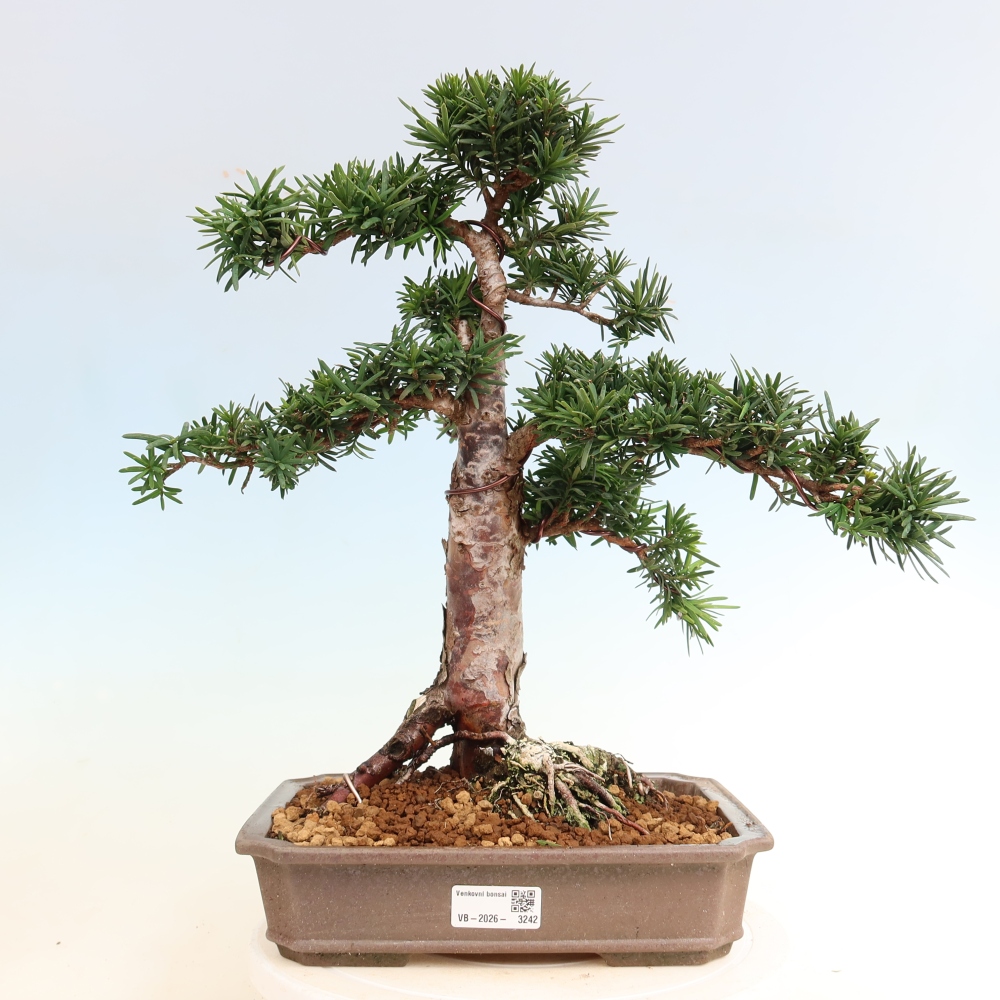 Bonsaï d'extérieur - Taxus cuspidata - If japonais