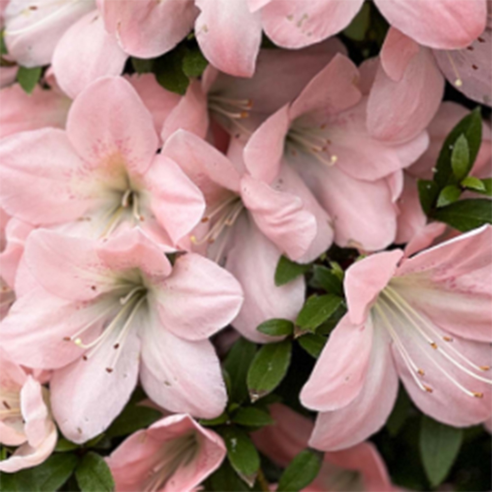 Bonsaï d'extérieur - Azalée japonaise - Azalea Jukokan