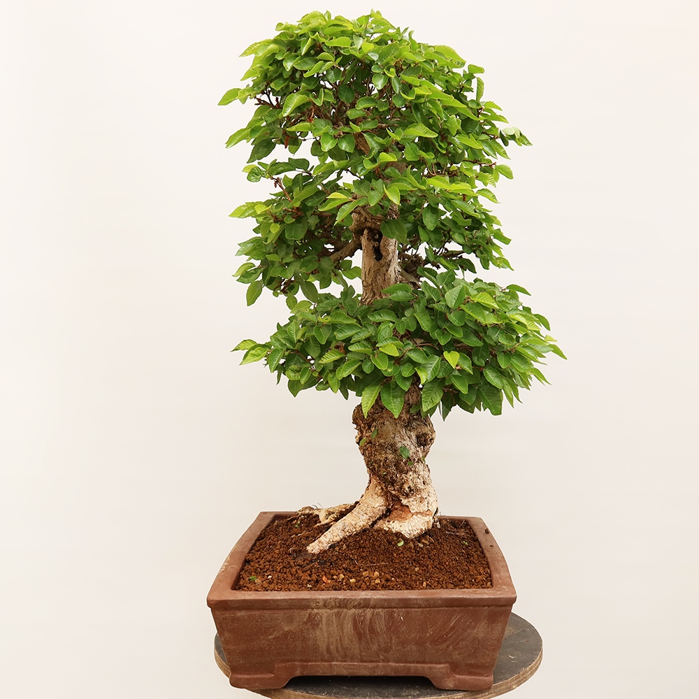 Bonsaï d'extérieur -Carpinus Coreana - Charme de Corée