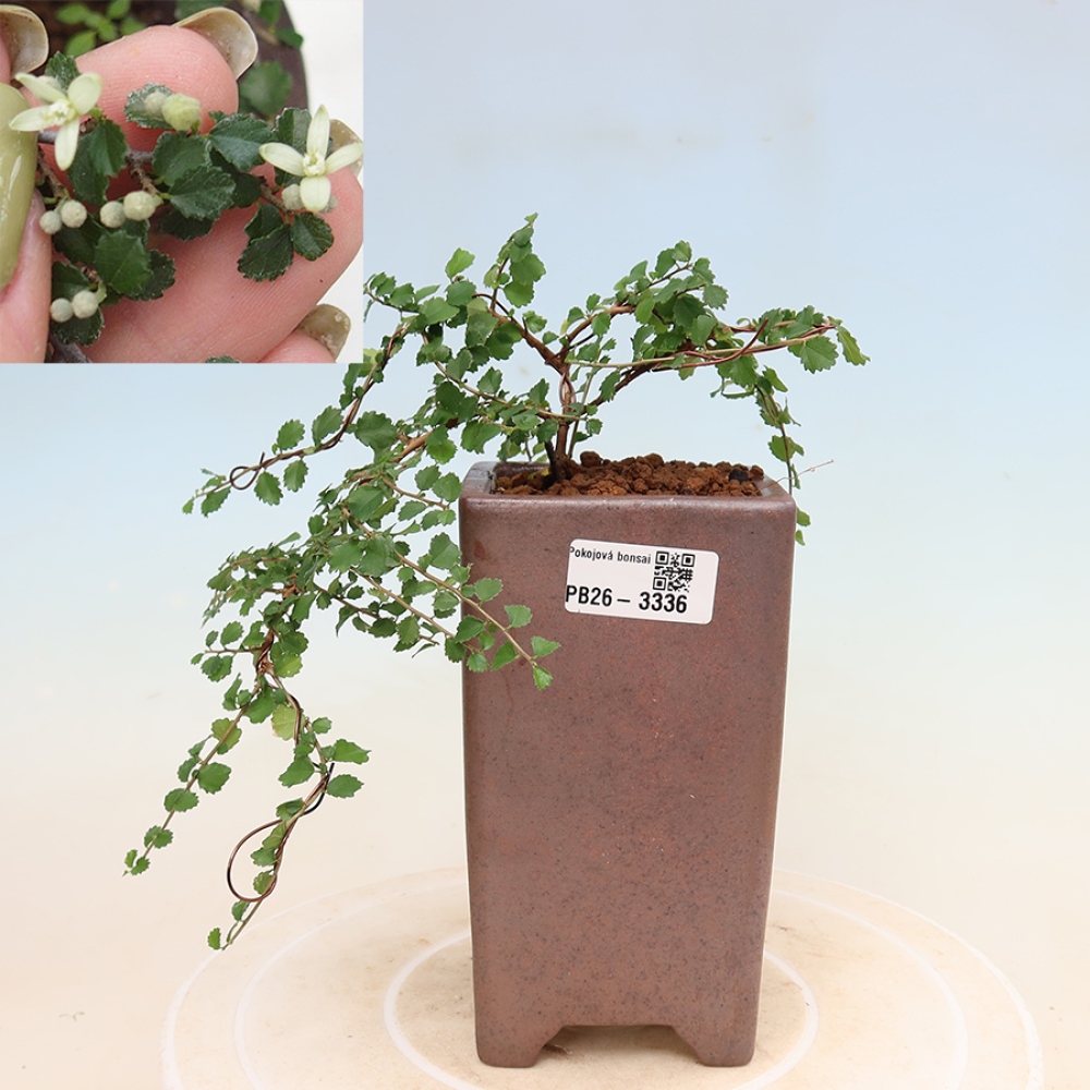 Bonsaï de chambre - Grewia sp. - Grewia malafolia